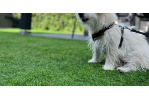 Kunstgras in de tuin met een huisdier