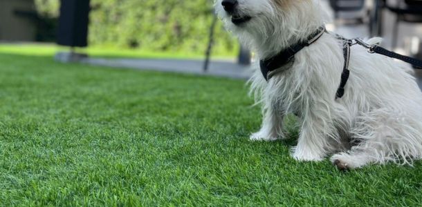 Kunstgras in de tuin met een huisdier